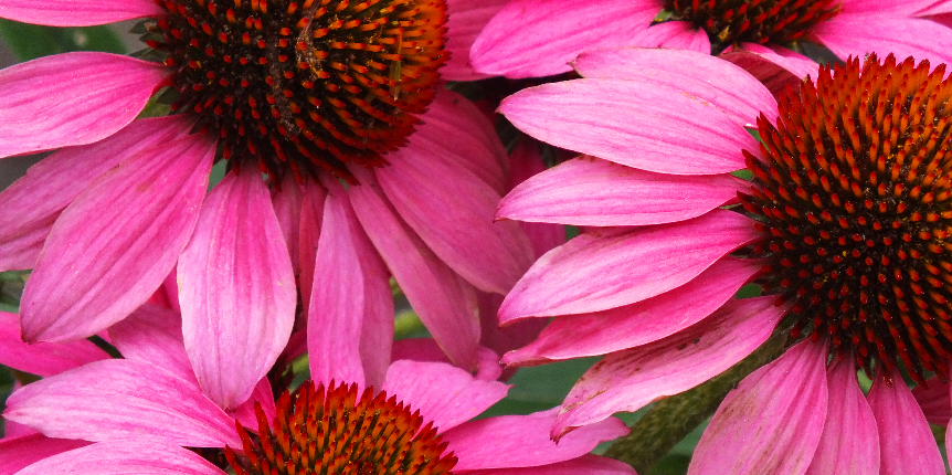 Echinacea: un valido aiuto al sistema immunitario
