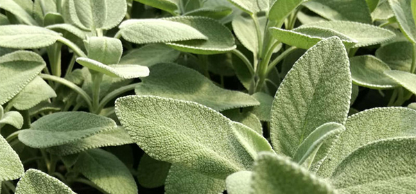 IN MENOPAUSA AIUTIAMOCI CON LA SALVIA
